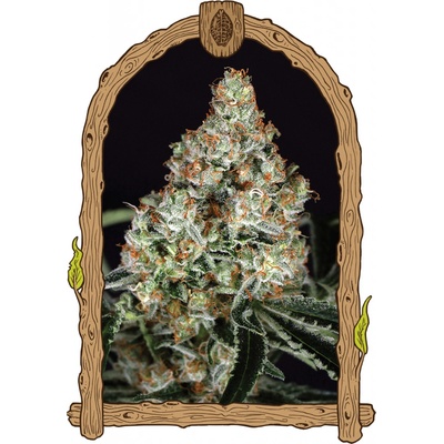 Exotic Seeds Zkittalicious semena neobsahují THC 5 ks