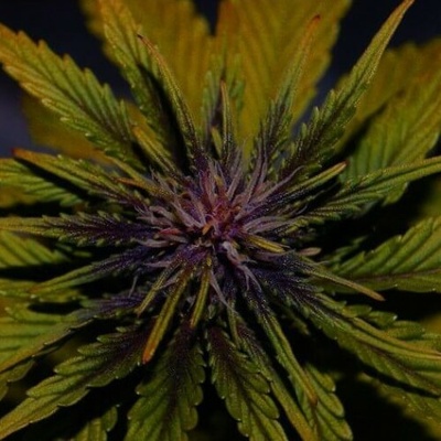 Élite Seeds Dark Rose Auto CBD semienka neobsahujú THC 50 ks