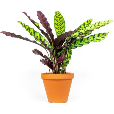 Gardners Calathea Lancifolia (Insignis), průměr 11-12 cm Kalatea