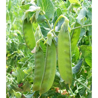 BIO Hrach cukrový Sweet Horizon - Pisum sativum - bio semená hrachu - 35 ks