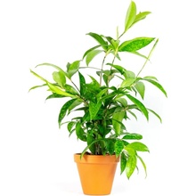 Gardners Dracaena surculosa, průměr 12 cm Dracéna, dračinec šlahounovitý