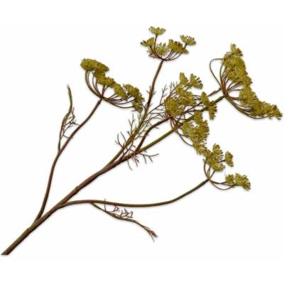 Silk-ka Mrkva divá (Queen Anne's Lace) – zelená dekoratívna vetvička, 79 cm