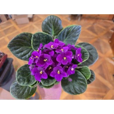 PlantBros flower Africká fialka-Saintpaulia ionantha Farba: Fialová