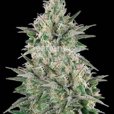 Spliff Seeds Mega Power Plant semena neobsahují THC 5 ks