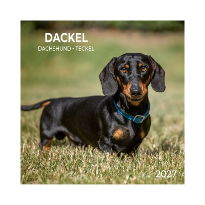 Dackel / Dachshund 2027