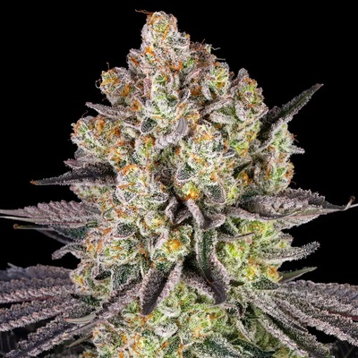 Barney's Farm RUNTZ semienka neobsahujú THC 10 ks