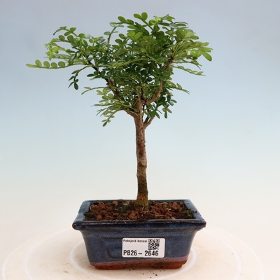 e-bonsai Pokojová bonsai - Zantoxylum piperitum - pepřovník