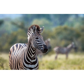 DIMEX ART s. r. o Флизелинов фототапет зебра степ 375 x 250 см