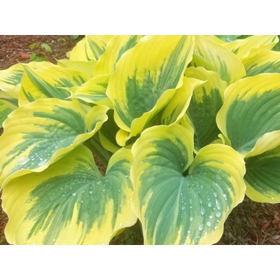Hosta Liberty (kontejner C3) fialová sazenice v nádobě do 0,5l