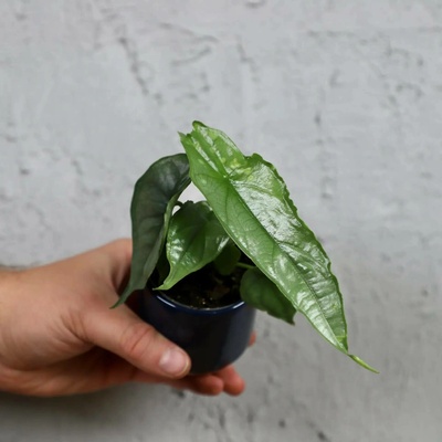 Alocasia Dragon breath baby
