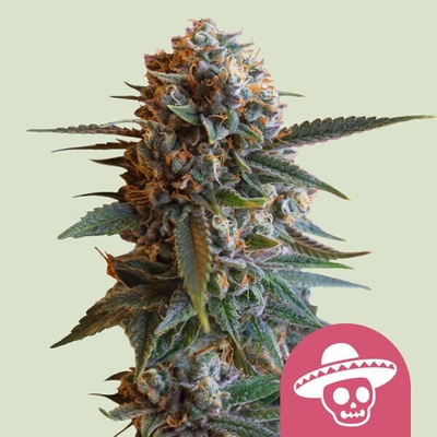 Royal Queen Seeds Mexican Rush semienka neobsahujú THC 10 ks