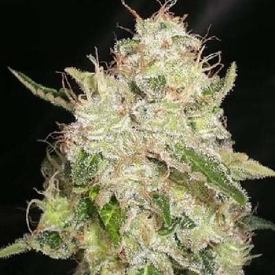 Cream Of The Crop White Chronic semena neobsahují THC 3 ks