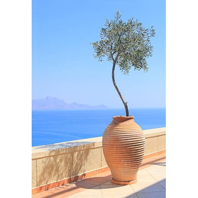 Plagát, Obraz - Olive tree growing in a pot, itsabreeze photography, 26.7 × 40 cm