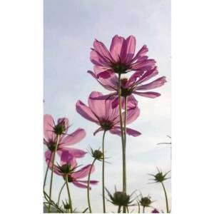 DIMEX ART Флизелинов фототапет цветя 150 x 250 см