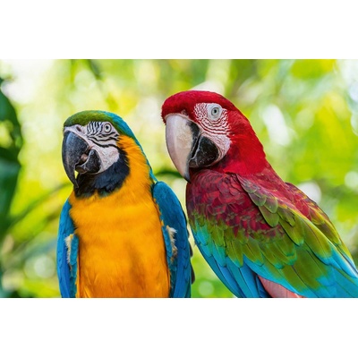 DIMEX ART Флизелинов фототапет синьо-златист ара 375 x 250 см