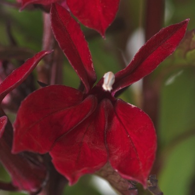 GREENBOSS FLOWER Lobelka 'Fanship Burgundy' Průměr květináče: 9 až 12 cm