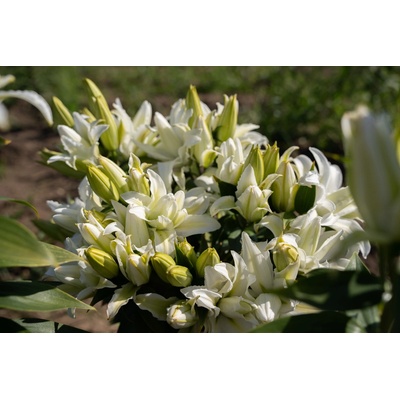 Lilie 'Roselily Edsilia ®' 1 ks
