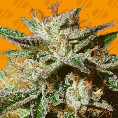Original Sensible Seeds Gorilla Cookies semienka neobsahujú THC 50 ks