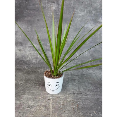 Dracaena Fragrans vínová 7 cm (Dracena pro nenáročné kytkaře)