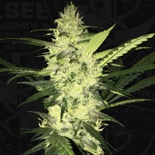 T.H. Seeds LA S.A.G.E. semena neobsahuji THC 2 ks