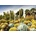 Ravensburger - Puzzle Beautiful Gardens: Huntington Garden, USA - 1 000 piese