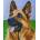 Pixelhobby Мозайка с пиксели Classic, Pixelhobby, 80x100 пиксела - Немска овчарка (904428)