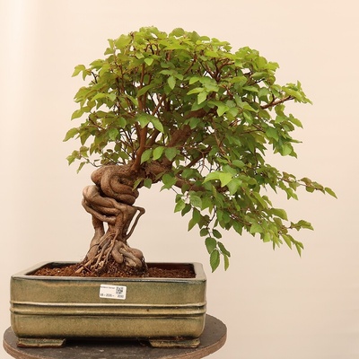e-bonsai Venkovní bonsai -Carpinus Coreana - Habr korejský