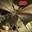 SAGA - TRUST LP