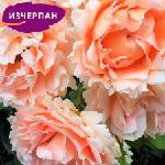 Meilland® Катерлива Роза Polka 91®