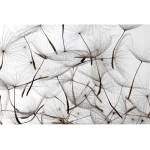 DIMEX ART Флизелинов фототапет пух от глухарче 375 x 250 см