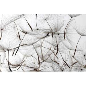 DIMEX ART Флизелинов фототапет пух от глухарче 375 x 250 см