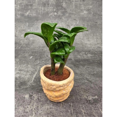 Zamioculcas Zamiifolia Zenzi mini