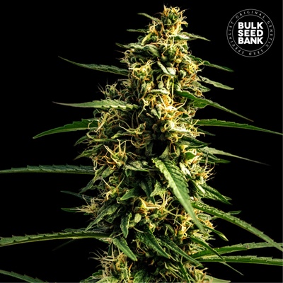 Bulk Seed Bank Auto Mandalime Juice semienka neobsahujú THC 100 ks