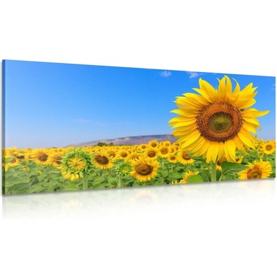Obraz pole slunečnic - 140x70