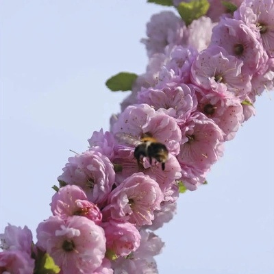 Mandloň trojlaločná FloraSelf Prunus triloba 'Rosenmund' květináč 6 l