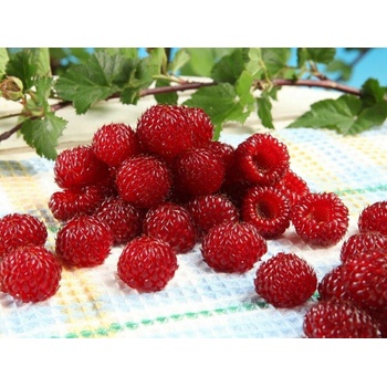 Malina Raspberry Tower 30-60 cm, kont. 2 l