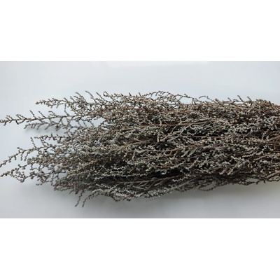 Stabilizovaná rastlina Stoebe – farba strieborná