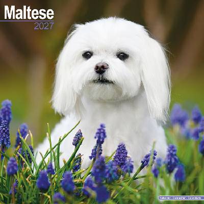 AVONSIDE Maltézsky psík, 30 x 30 cm 2027