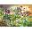 Clementoni - Puzzle Story Maps: Snow white - 1 000 piese