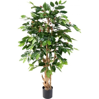 KVETOUCÍ KÁVOVNÍK GNARLED, 150cm