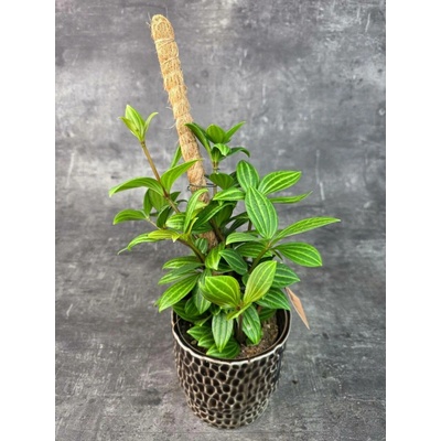 Peperomia Puteolata 12 cm (Netoxická peperomie)