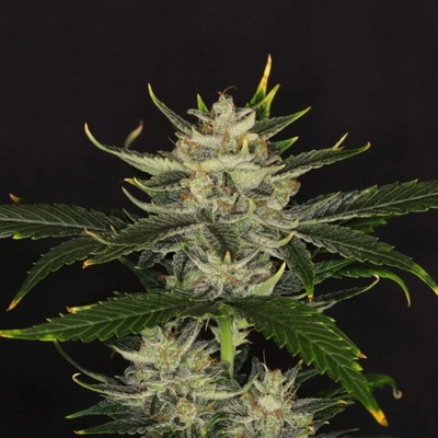 Kannabia Seeds Gorilla King Auto semienka neobsahujú THC 25 ks