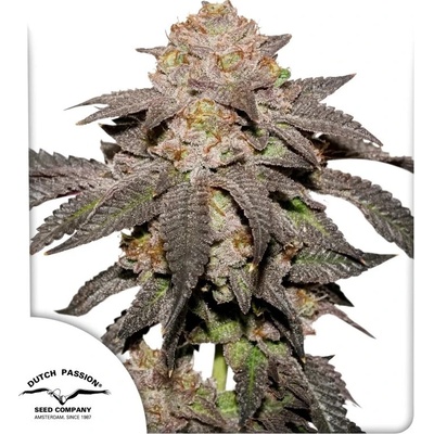 Dutch Passion Kingston Punch semena neobsahují THC 3 ks