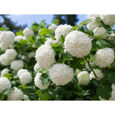 Kalina japonská Gandiflorum, výška 20-40 cm, kvetináč 2 l