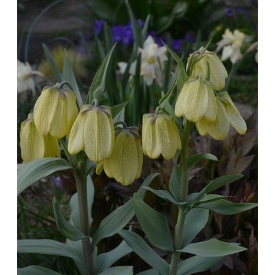 Řebčík Pallidiflora Fritillaria cibule řebčíku 2 ks