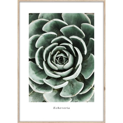 Styler Echeveria obraz zelená