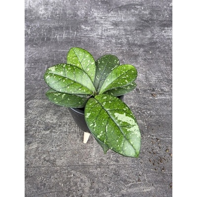 Hoya crassipetiolata ‘Splash’ mini