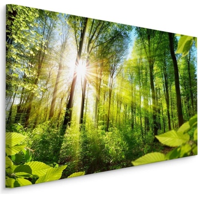 Plátno Východ Slunce V Zeleném Lese Varianta: 40x30