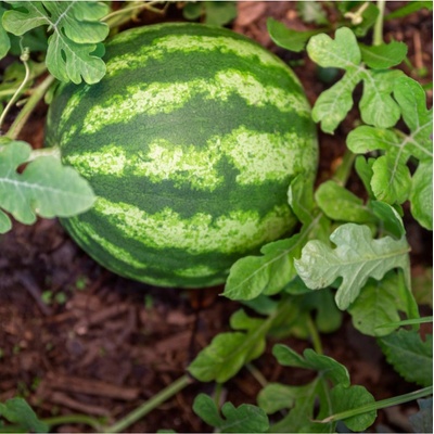 Melón vodný Primaorange F1 - Citrullus lanatus - semená melónu - 7 ks