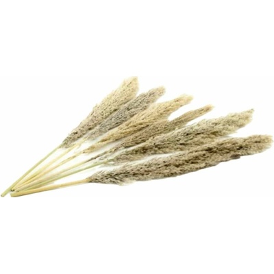Sušená pampová tráva - natural Kus: 6